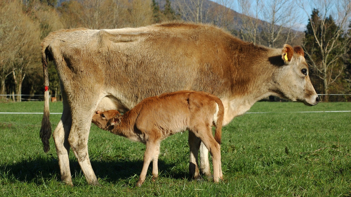 Nursing cow