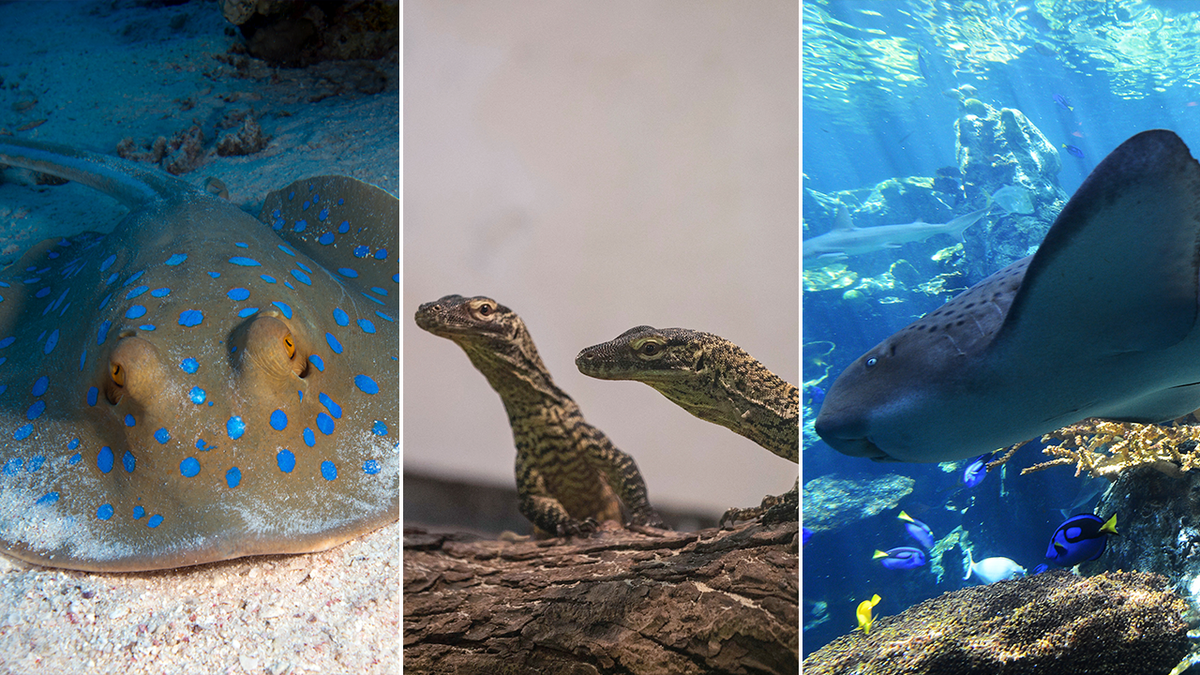 stingray, komodo dragons and zebra shark