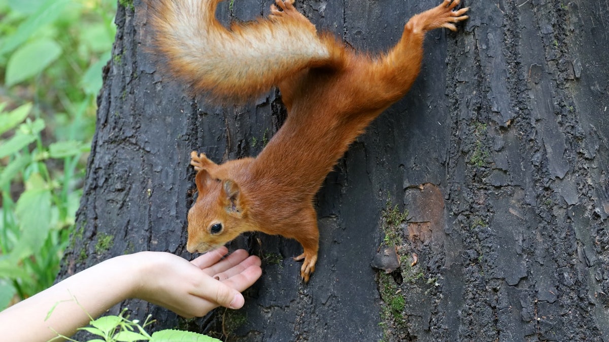 Squirrel with hand