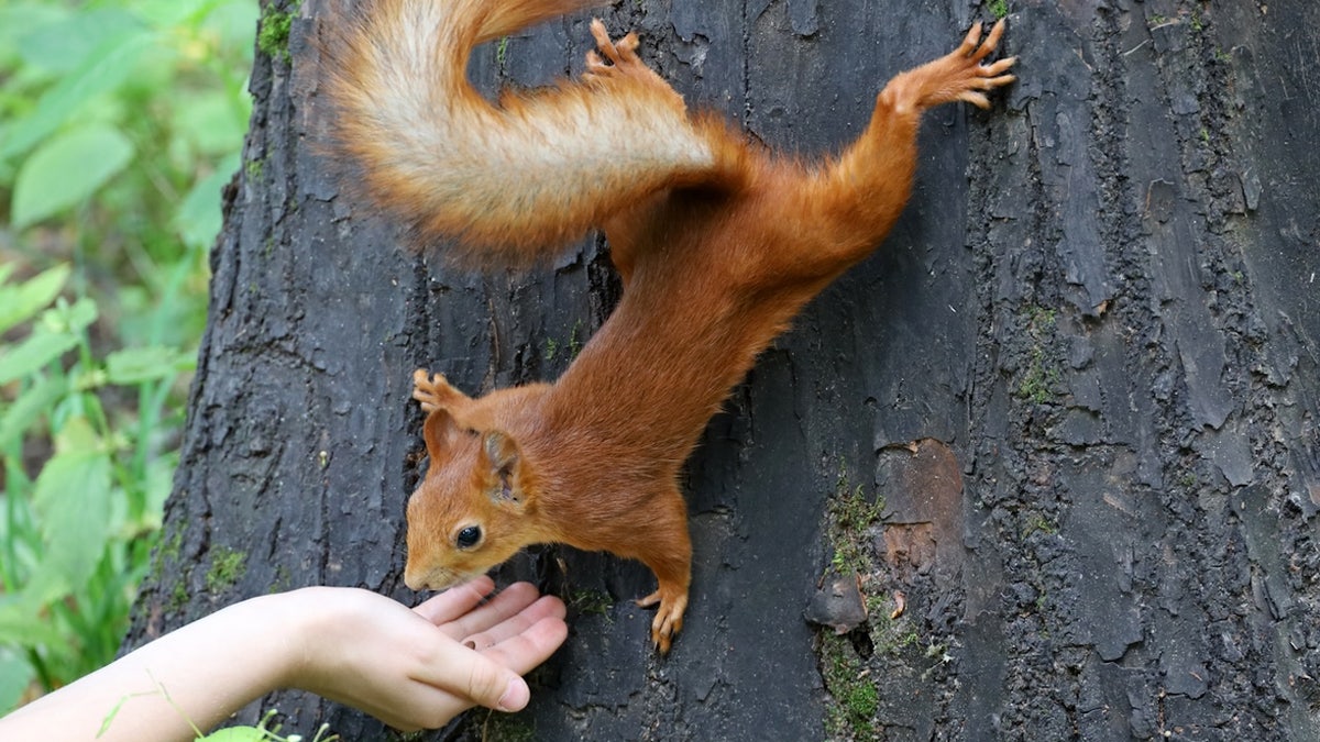 Squirrel with hand