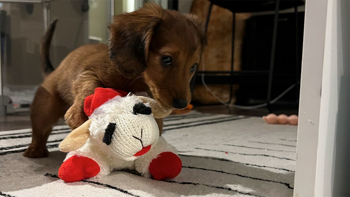 Dog playing with cheap stuffed animal