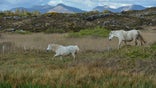 Two wild horses seen in in Ervallagh, Roundstone, Connemara, Co. Galway, Ireland