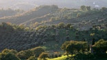 Olives growing in groves in Tuscany