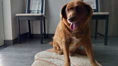 Guinness World Records revokes 'oldest dog ever' title for Portuguese canine