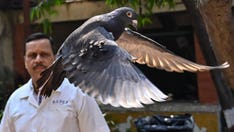 India law enforcement clear suspected Chinese spy pigeon