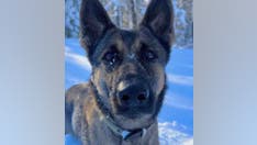 Massachusetts police K9 tracks scent for over 2 miles to find missing 12-year-old in freezing cold
