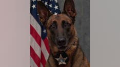Illinois police K-9 fatally shot while chasing fleeing suspect