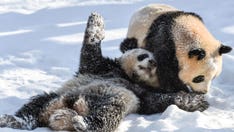 Outside of China, pandas are only found in these 5 zoos around the world