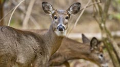 Pennsylvania man convicted of using drone to help hunters find deer carcasses