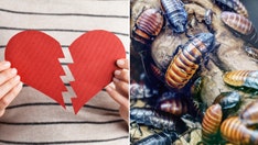 Zoos keep up Valentine's Day tradition of naming cockroaches and animals after exes and loved ones