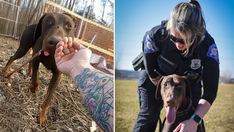 Dog found with zip tie around snout is adopted by Indiana police officer who saved him