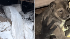Puppies found in freezing cold under abandoned house are rescued by good Samaritans