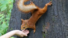 Bubonic plague in the US: Do you need to worry about catching the rodent-borne disease?