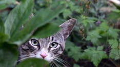 What is Alaskapox? First fatality reported from animal-borne virus, likely contracted from stray cat