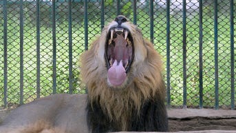 Man killed by lion after entering zoo enclosure