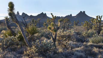 States' new clean energy project threatens thousands of protected Joshua trees