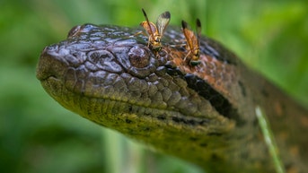 Biggest snake species in the world discovered while filming with Will Smith in the Amazon