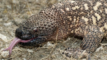 Gila monster 'Winston' bites, kills Colorado man who owned reptile as pet