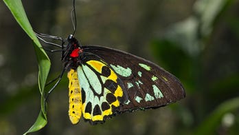 New York collector, 75, faces prison time after illegally smuggling rare butterflies