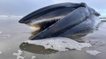 Oregon beach fin whale decomposition makes 'super educational' but sad spectacle