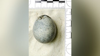 UK researchers 'blown away' after discovering 1,700-year-old egg still contains yolk: report