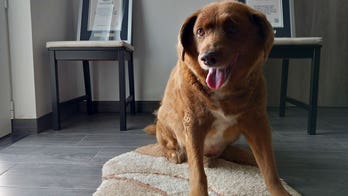 Guinness World Records revokes 'oldest dog ever' title for Portuguese canine