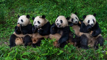 Man banned from Chinese panda park for life after throwing 'objects' into enclosure