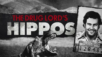 Hippos from hell: Pablo Escobar's private zoo leaves nation racing against time to save ecosystem 40 years on