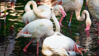 Berlin Zoo mourns the death of Ingo the Flamingo, who was believed to be 75 years old