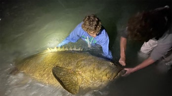 Florida high schooler reels in 250-pound goliath grouper from beach