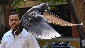 India law enforcement clear suspected Chinese spy pigeon