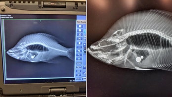 Fisherman's record revoked after X-ray images reveal startling truth