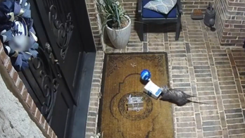 Opossum 'porch pirate' steals box of 15-year-old's birthday cookies, video shows