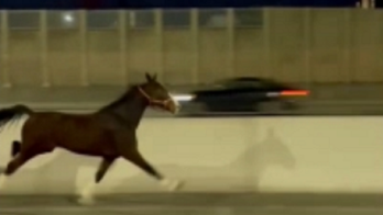 Wild video in Philadelphia shows horse running along Interstate-95