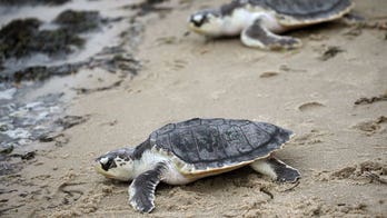 Rehabilitated sea turtles returned to Atlantic after suffering hypothermia in cold Cape Cod waters