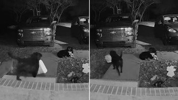 Dog caught on doorbell camera stealing package from neighbor's front porch