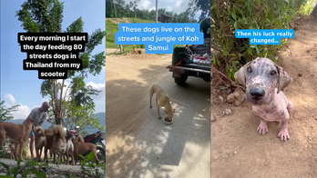 How one man left the corporate world to save the global street dog population