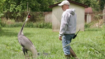 White-naped crane, beloved by staff at Smithsonian's National Zoo, passes away at age of 42