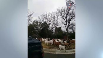 WATCH: Texas police wrangle dozens of goats wandering around Arlington neighborhood