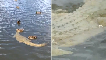 'Alligator' floating in Arizona pond prompts 911 calls from concerned locals