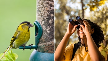 5 cool gifts for bird lovers to grab on Amazon now