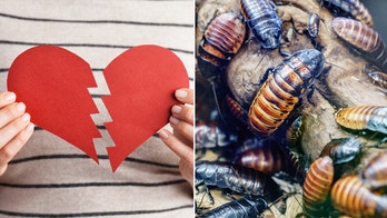 Zoos keep up Valentine's Day tradition of naming cockroaches and animals after exes and loved ones