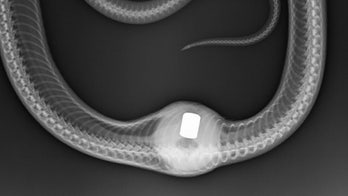 Snake in Maryland is recovering after accidentally swallowing a gear shift knob: Very 'unusual case'