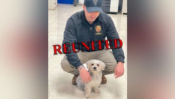 Missing dog reunited with owner after solo adventure on New Jersey transit train
