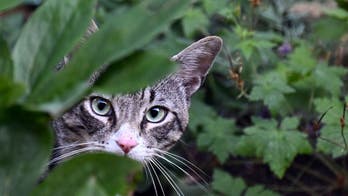 What is Alaskapox? First fatality reported from animal-borne virus, likely contracted from stray cat