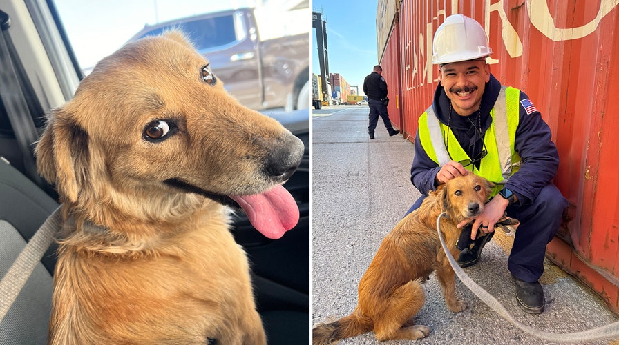 Coast Guard Rescues Dog Trapped For A Week Inside Shipping Container At ...