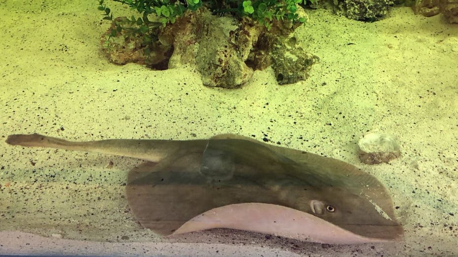 Charlotte the stingray not pregnant, has disease, says North Carolina aquarium: ‘Truly sad’
