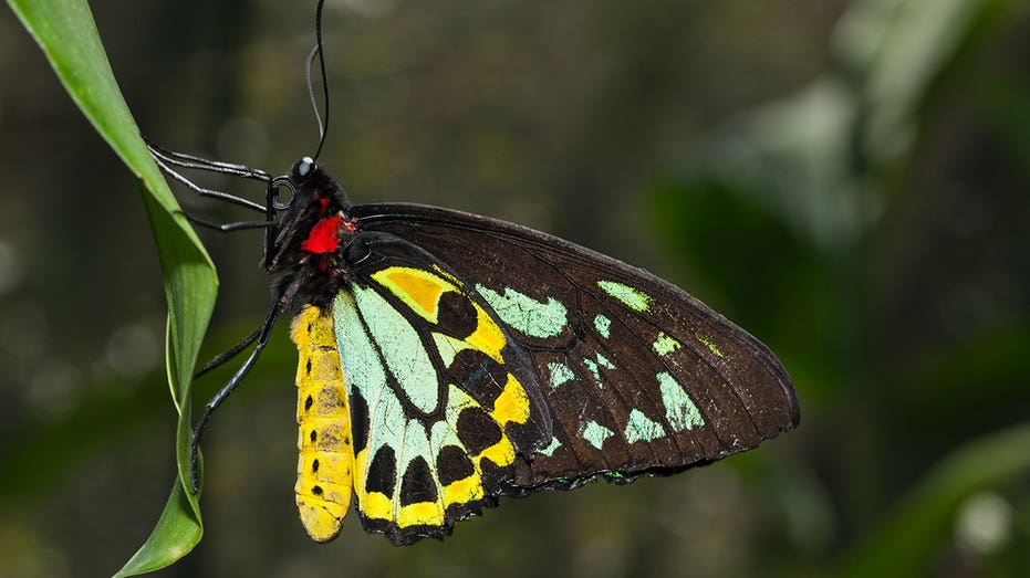 New York collector, 75, faces prison time after illegally smuggling rare butterflies