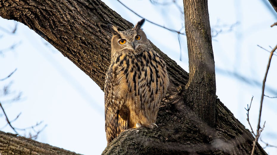 New York’s ‘celebrity’ owl Flaco was exposed to high levels of rat poison before death, tests show
