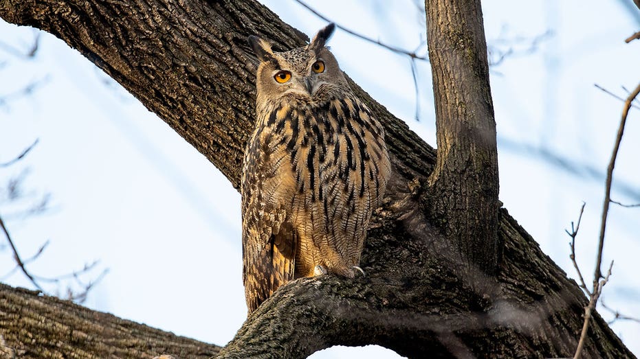 New York’s ‘celebrity’ owl Flaco was exposed to high levels of rat poison before death, tests show